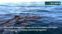 Rare Megamouth Sharks Sighting