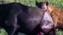 Hyena rips live wildebeest wide open 🔥