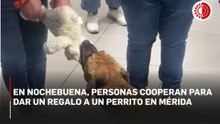 En Nochebuena, personas cooperan para dar un regalo a un perrito en Mérida