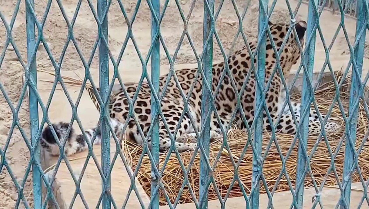 Leopard resting in the sun