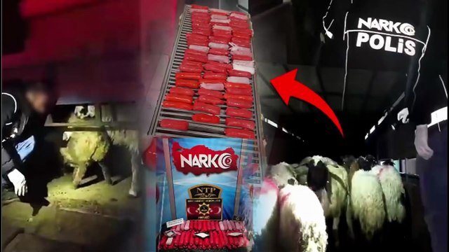 İnanılmaz yöntem! Küçükbaş hayvanların içinden metamfetamin çıktı