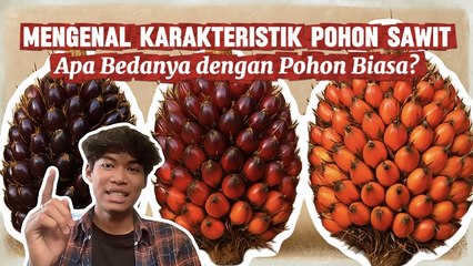 Mengenal Karakteristik Fisiologi Pohon Kelapa Sawit dan Maknanya