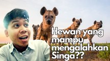 Hewan yang Mampu Mengalahkan Singa