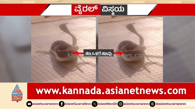 ಹೆಲ್ಮೆಟ್ ಒಳಗೆ ಬುಸ್ ಬುಸ್..! ಶೂ ಒಳಗೆ ನಾಗಪ್ಪ..! ಬೈಕ್ ಸವಾರನ ತಲೆಗೆ ಕಚ್ಚಿದ ಬುಸ್ ಬುಸ್ ನಾಗ..!