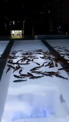 At the engagement banquet, she boldly rewrote her destiny, but unexpectedly gained the favor of the bodyguards around her