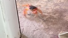 Chaos unfolds when crab invades a house and masters the art of escaping