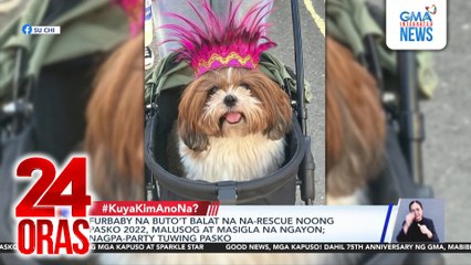Furbaby na buto't balat na na-rescue noong Pasko 2022, malusog at masigla na ngayon; nagpa-party tuwing Pasko | 24 Oras