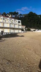 Foca monaca avvistata a Numana: il video