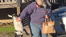 Grandma’s patience tested by a baby goat who literally cannot stay away