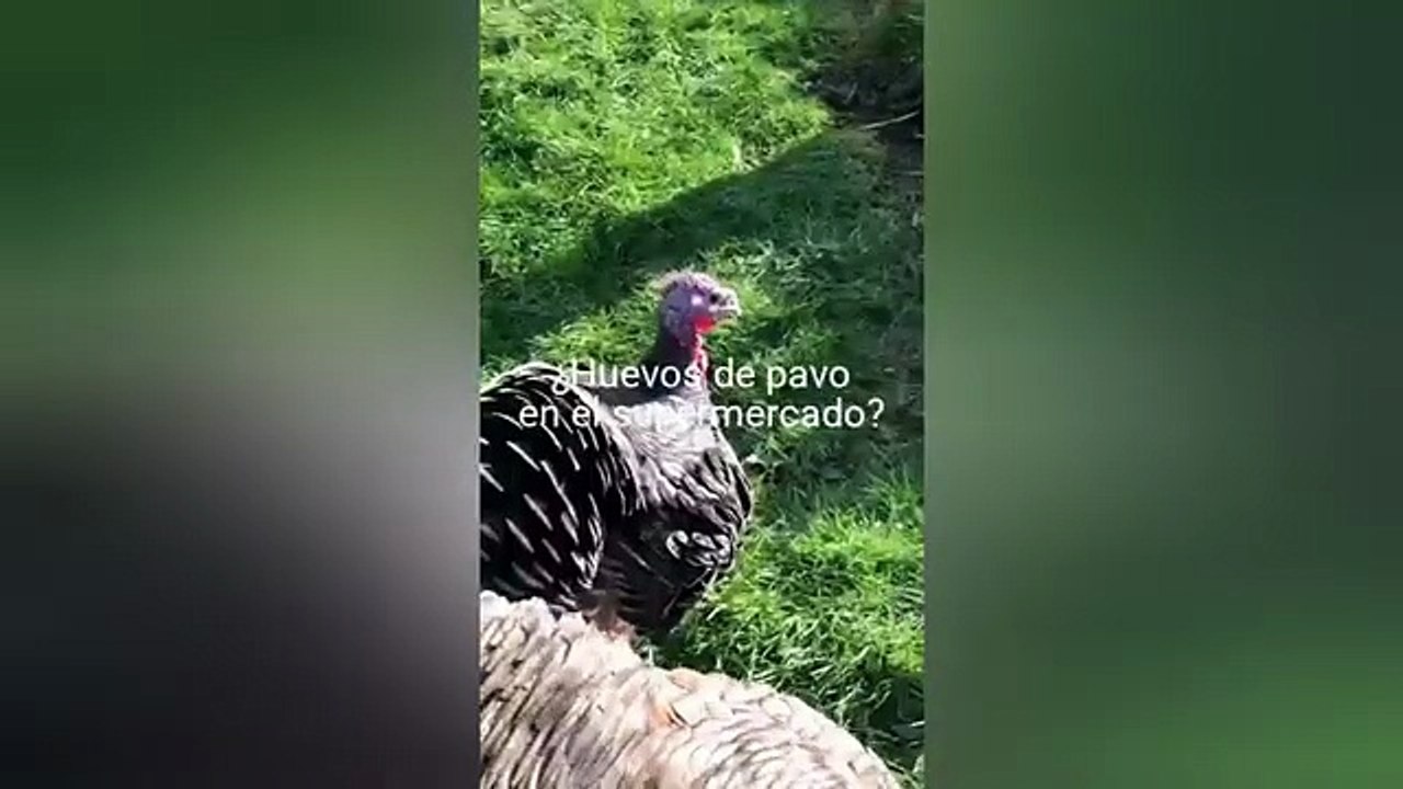 MetaDato 2025: Las curiosidades más virales y sorprendentes del año