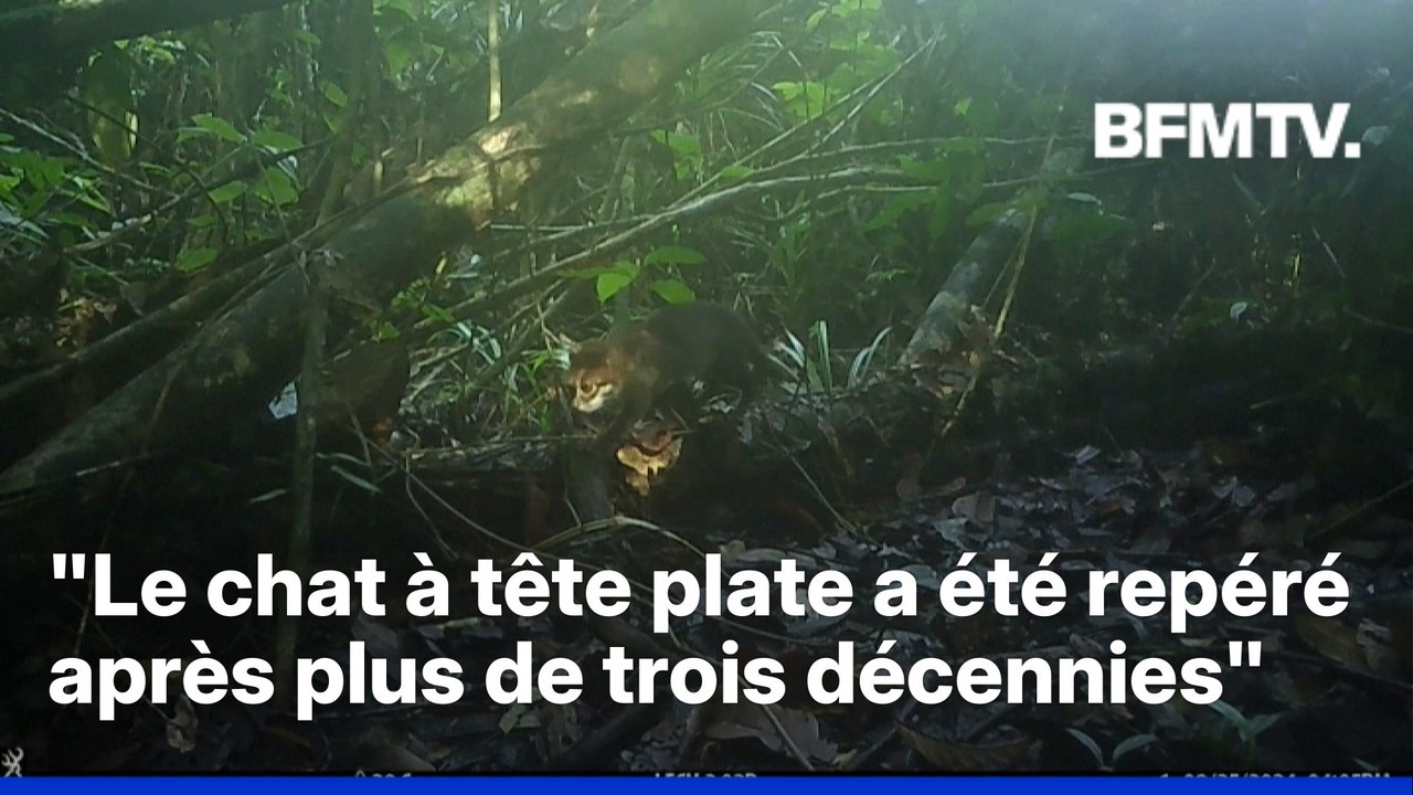 L'un des félins les plus rares au monde, le chat à tête plate, aperçu en Malaisie