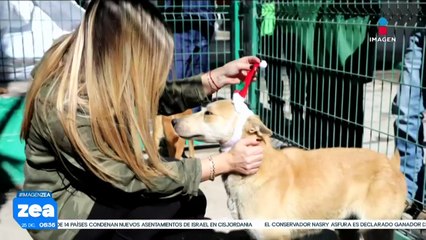 Regidora de Saltillo, Coahuila, organiza posada para perritos del Centro de Bienestar Animal