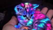 💖NEON CAT🐾🌈 #cat #kitten #neon💖💥ABONNES-TOI STP🙏💖 MERCI 🙏💖💥