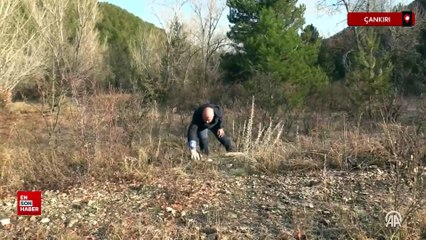 Çankırı'da ilk kez tespit edilen Osmanlı engereğinin yayılış alanı yeniden belirlendi