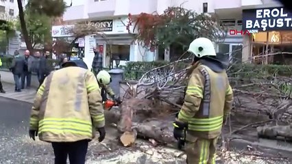 Korkunç olay! Seyir halindeki cipin üzerine ağaç devrildi