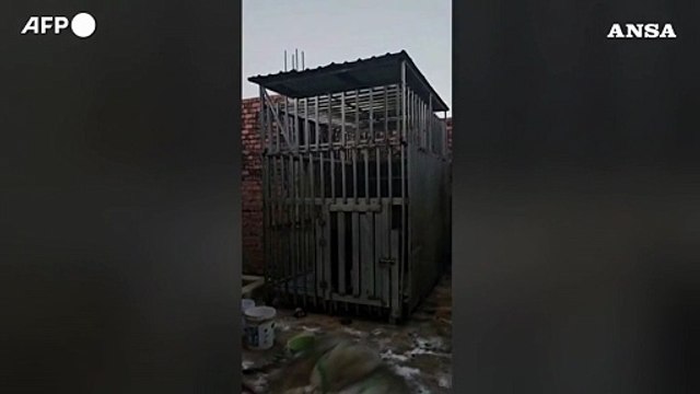 In gabbia e senza cure, orsi e leoni salvati dalla Marina Militare thailandese