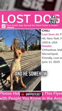 Chili the Chihuahua mix goes missing for 10 days — until kayaker plucked pup from Hudson River