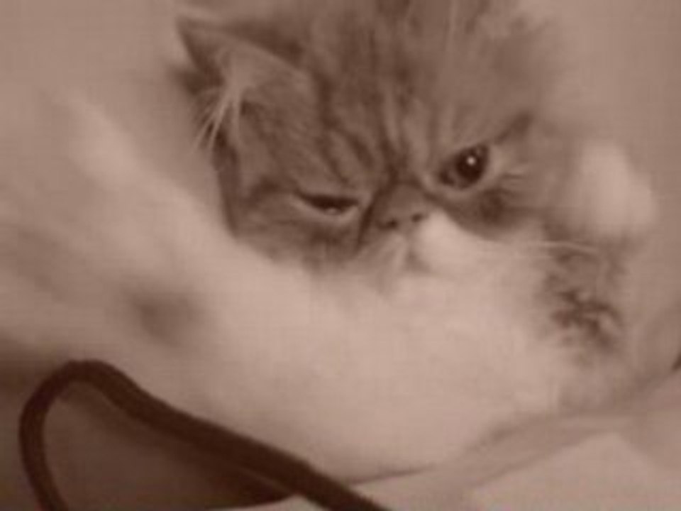 Chat_Dimanche_Matin