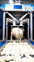 A_huge_machine_ #best sheep animals #love #nice (2)