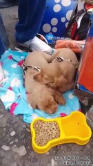 VIDEO | Hombre estaba vendiendo cachorros como "regalo de Navidad" en plena calle de Bogotá