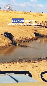 The buffalo charges, the crocodile is thrown away.