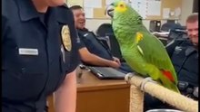 Parrot 🦜  talk with a girl