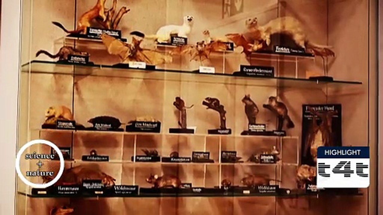 tips-4-trips - My #Tip234 -- Spessart - Highlight - Museum of Natural Sciences, Aschaffenburg