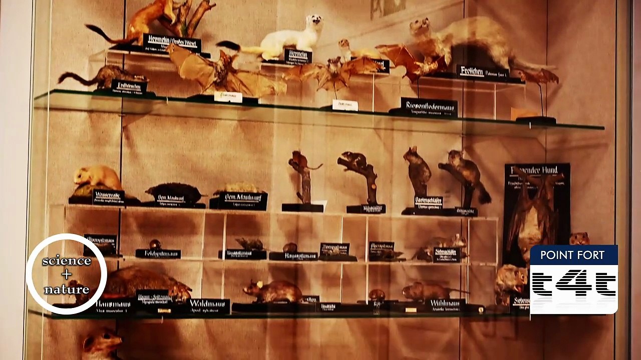 tips-4-trips - Mon #Tuyau234 -- Spessart - Highlight -Musée des sciences naturelles, Aschaffenburg