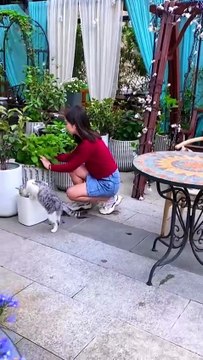 Everyone says there are many mosquitoes in summer. How could there be no mugwort to repel mosquitoes