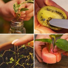 Growing and caring for plants at home and in the garden