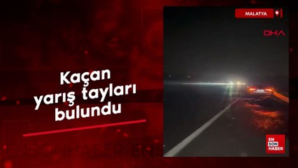 Malatya'da kaçan yarış tayları bulundu