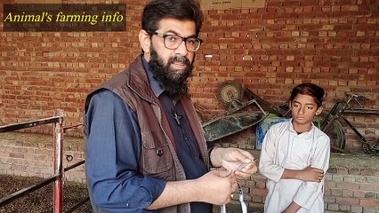 Formula to calculate the weight of goat |Goat ka wazan krna | بکرے,بکری کا وزن معلوم کرنے کا طریقہ