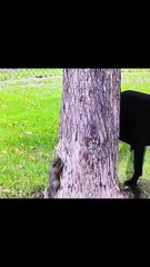 #funny video #shortvideo #viralvideo #funnyadda#