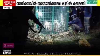 വയനാട് വീണ്ടും കാട്ടാന ആക്രമണത്തിൽ മരണം, മാരനെ കൊലപ്പെടുത്തിയ നരഭോജി കടുവ പിടിയിൽ