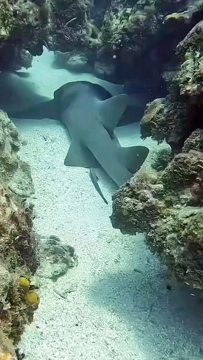 ANGRY SHARK