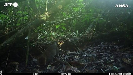 Avvistato nel Borneo il gatto dalla testa piatta, uno dei felini piu' rari al mondo