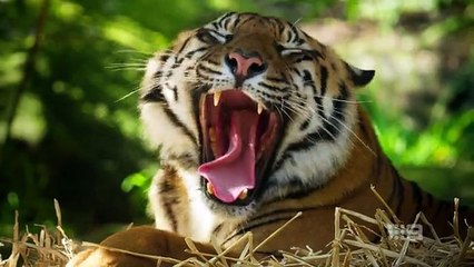 Taronga- Whos Who in the Zoo - Season 6 Episode 02- Toothless Tiger