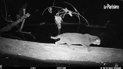 L’une des espèces les plus rares du monde : un chat à tête plate aperçu pour la première fois depuis trois décennies