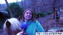Video News - Fattoria San Gallo: animali sfrattati