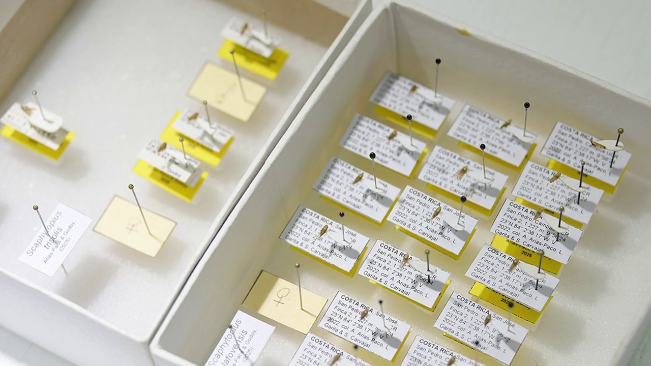 tn7-nuevas-16-especies-de-insectos-en-costa-rica-261225