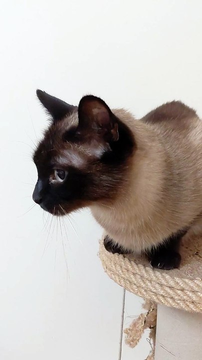 3 Days of Christmas Was Too Much… This Cat Needs a Break 🎄🐱#cat #funnycats #funnyanimals #viral #Christmas #relax #trending