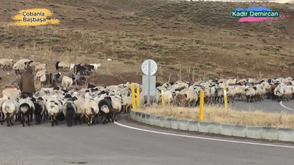 Çobanla Başbaşa Çanakkale Gökçea-1 Salma Koyun Keçi  ve Kaz Çobanı İsmail Çetinsoy  05368115766