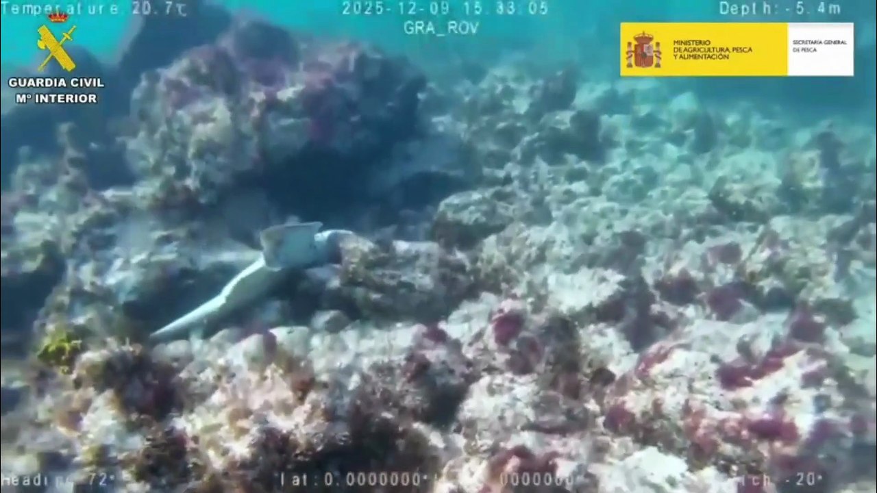 La Guardia Civil detiene en Canarias a dos hombres por lo que hicieron con tiburones en peligro de extinción