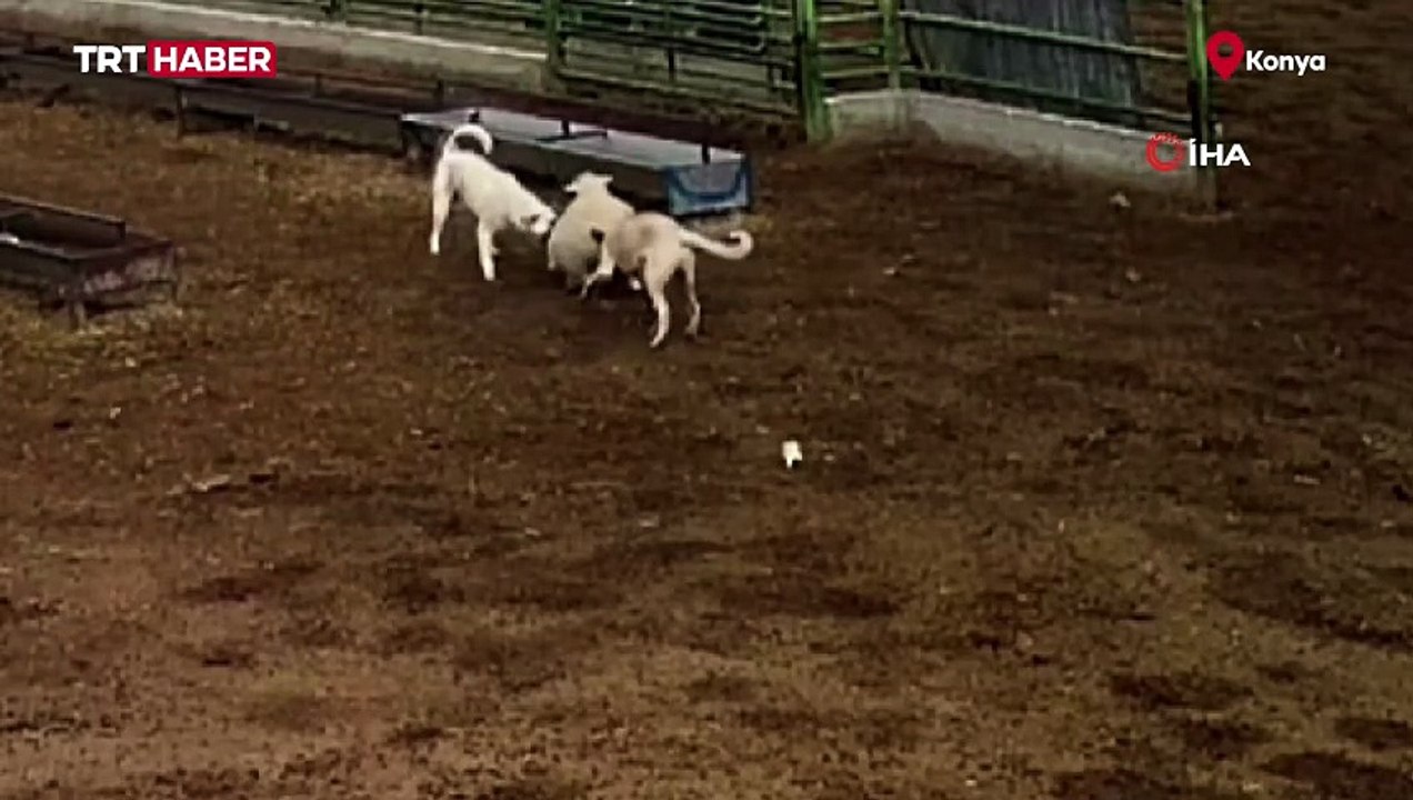 Konya'da başıboş sokak köpekleri koyunu telef etti