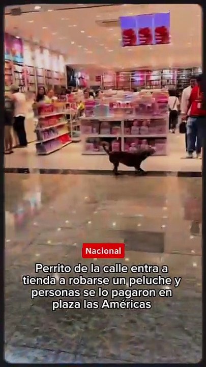 📣 VIRAL EN NAVIDAD- Perrito callejero entra a tienda en Plaza Las Américas en Mérida y se “roba