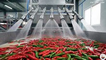 Peppers Hot Chili Sauce Factory
