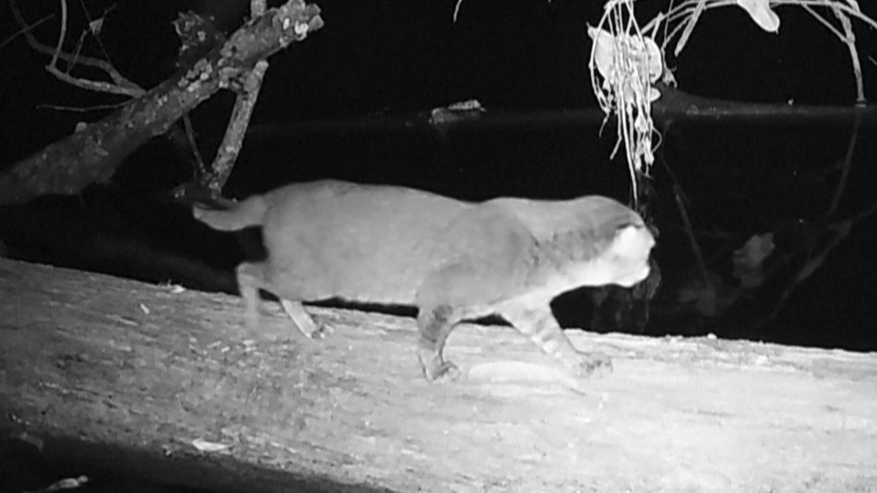 VIDEO | Reapareció en Tailandia un extraño felino que se creía extinto hace más de 30 años