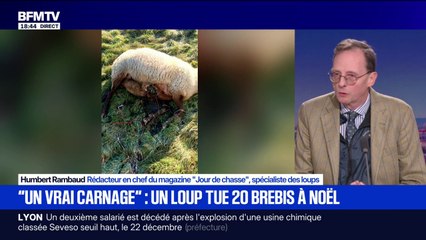 Un loup tue 19 brebis en Haute-Marne: "En moyenne, il y a 1.087 loups en France", détaille Humbert Rambaud, rédacteur en chef du magazine "Jour de chasse"