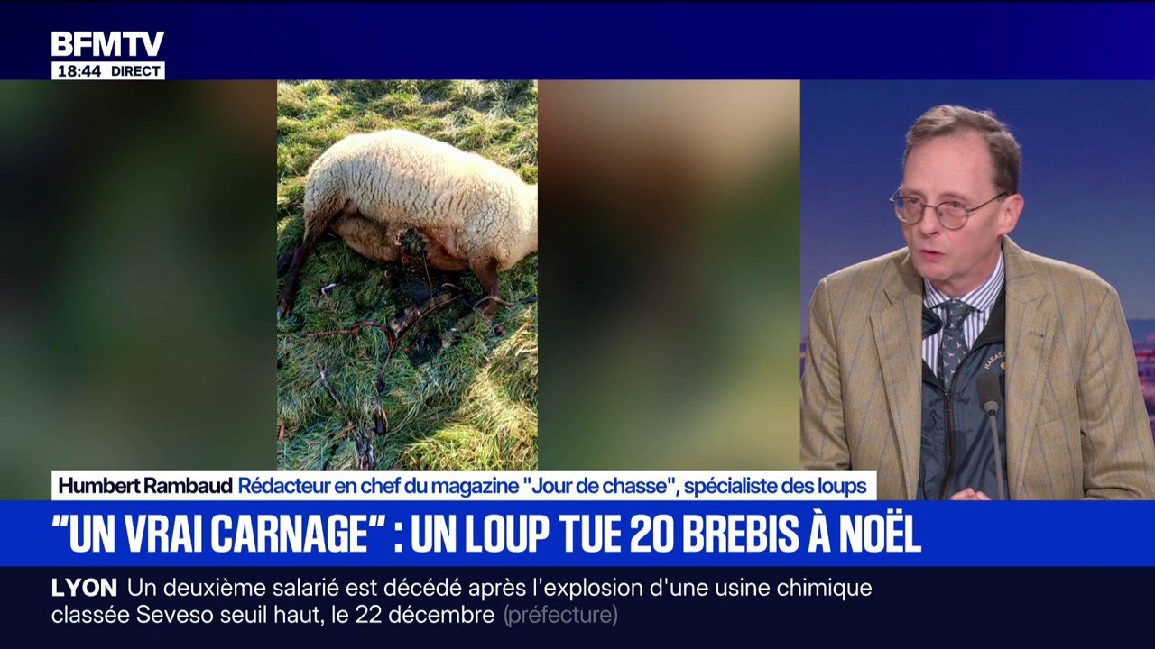 Un loup tue 19 brebis en Haute-Marne: "En moyenne, il y a 1.087 loups en France", détaille Humbert Rambaud, rédacteur en chef du magazine "Jour de chasse"