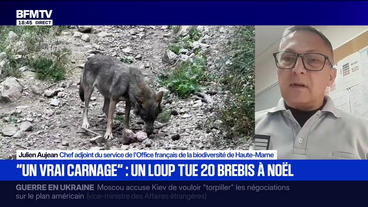 Un loup tue 19 brebis en Haute-Marne: "Cette année 2025 est une année hors norme avec un constat de 200 attaques", déclare Julien Aujean, (OFB)